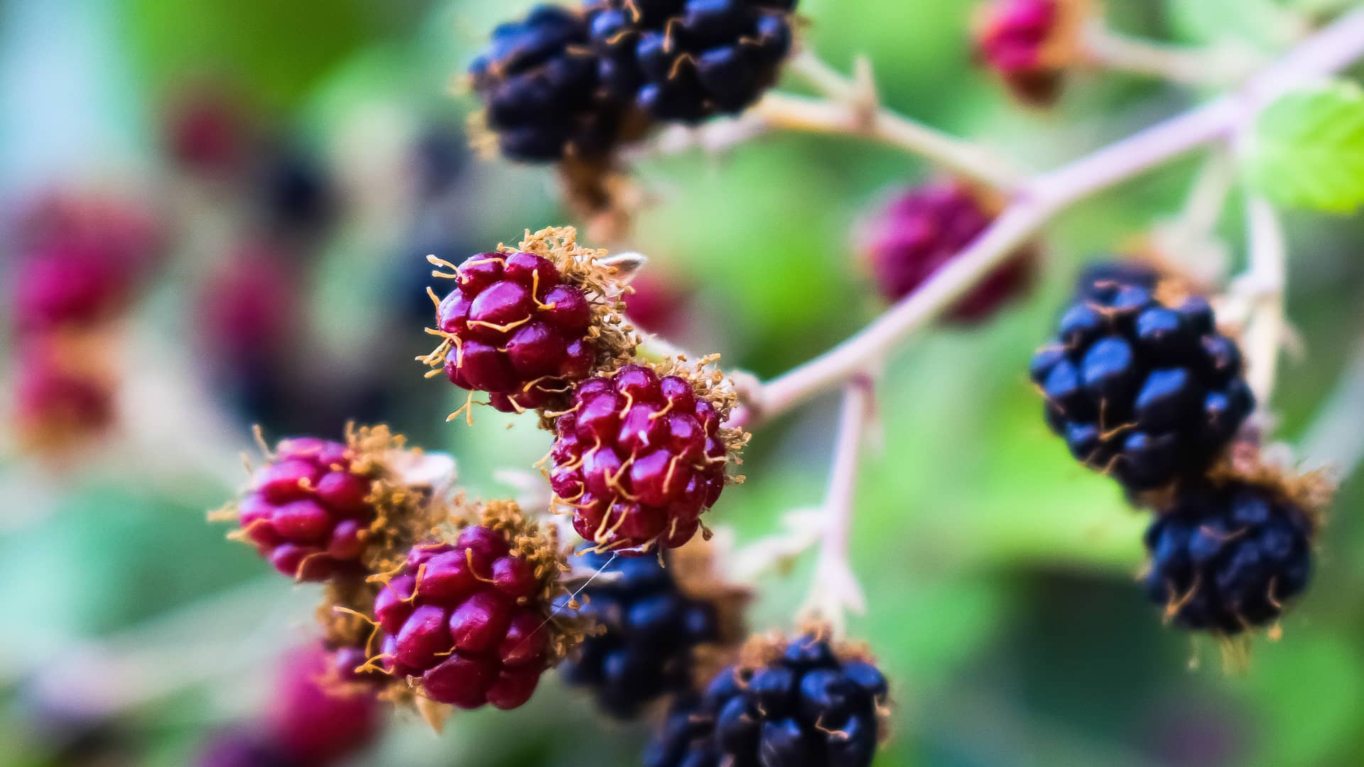 blueberries fruit food healthy  