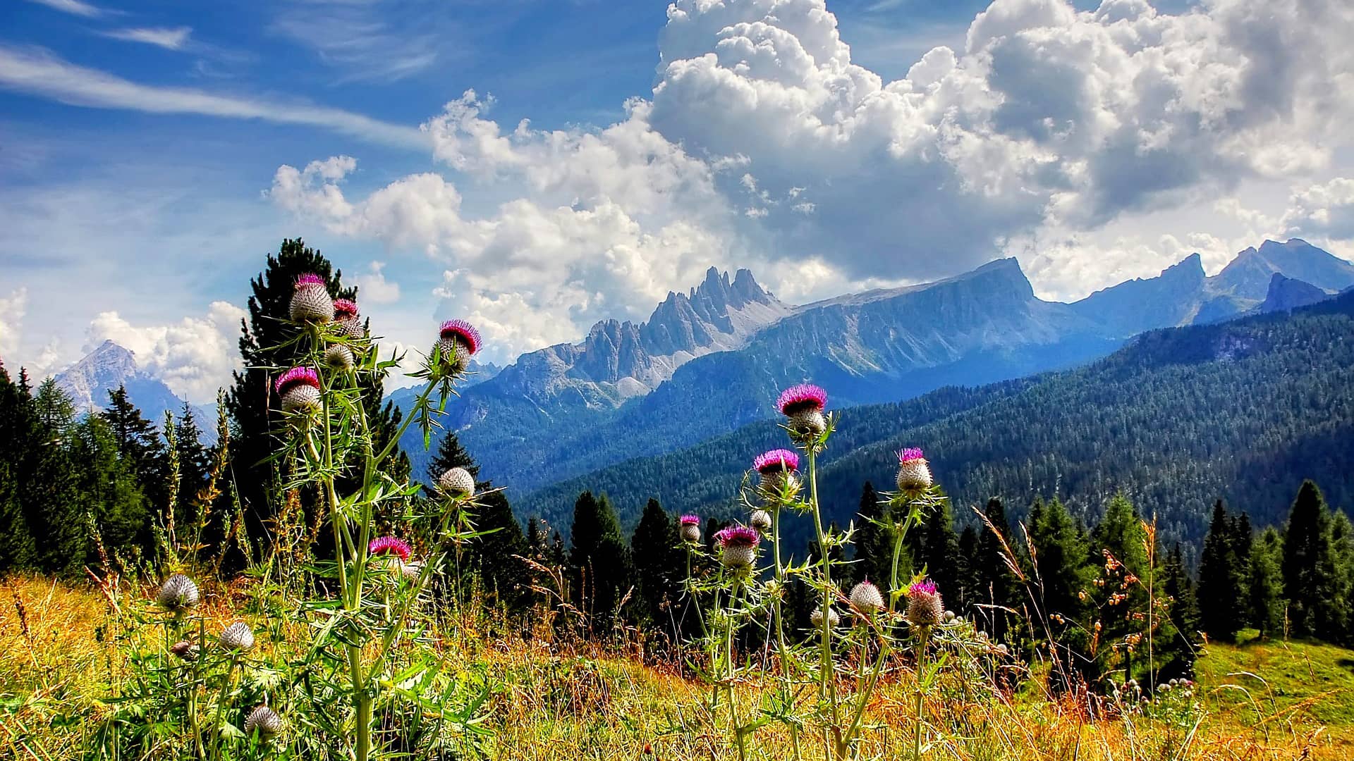 croda da lago tofane dolomites  