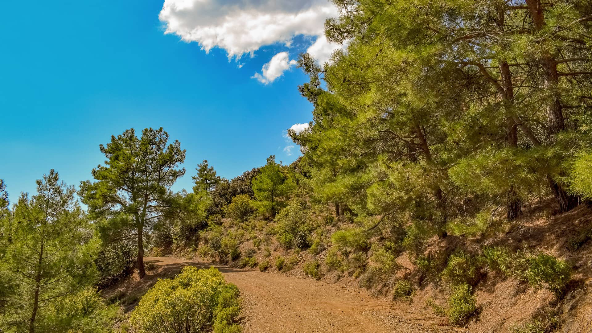 dirt road forest woods trees path  