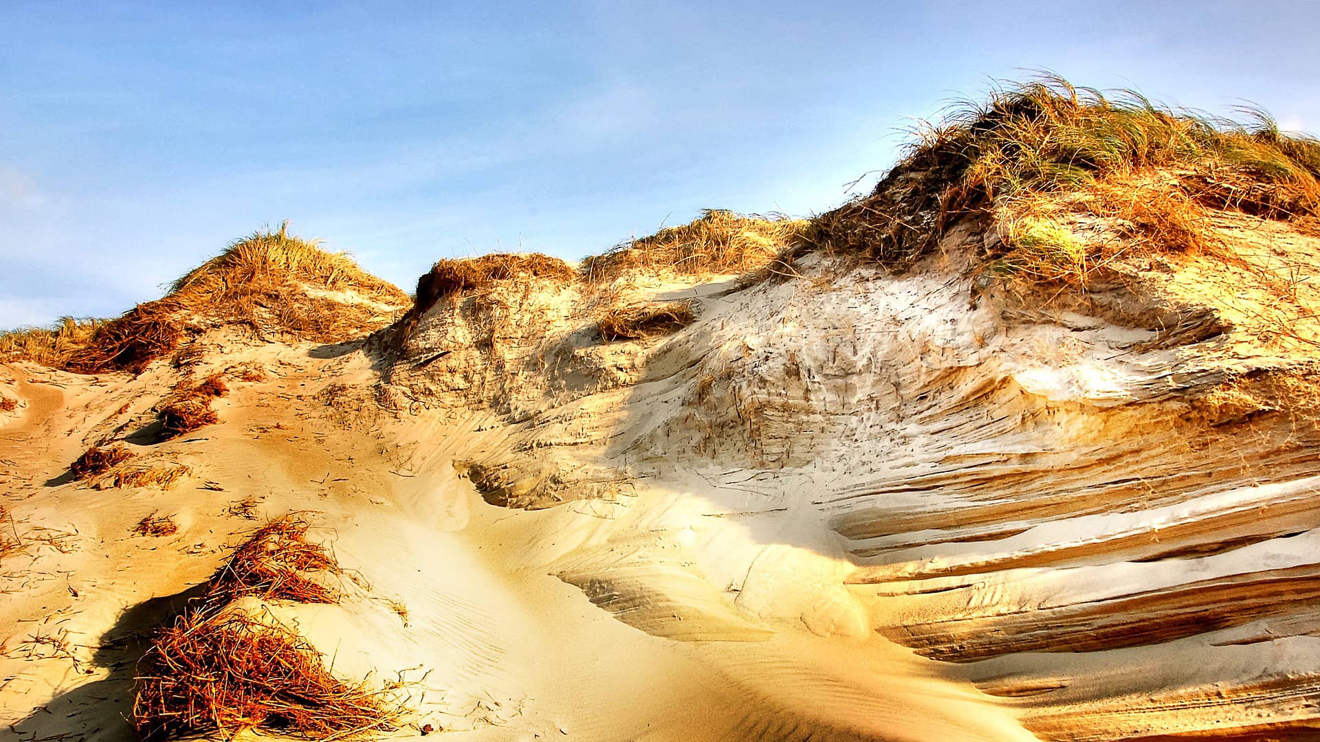 dune beach sea nature sand dunes  