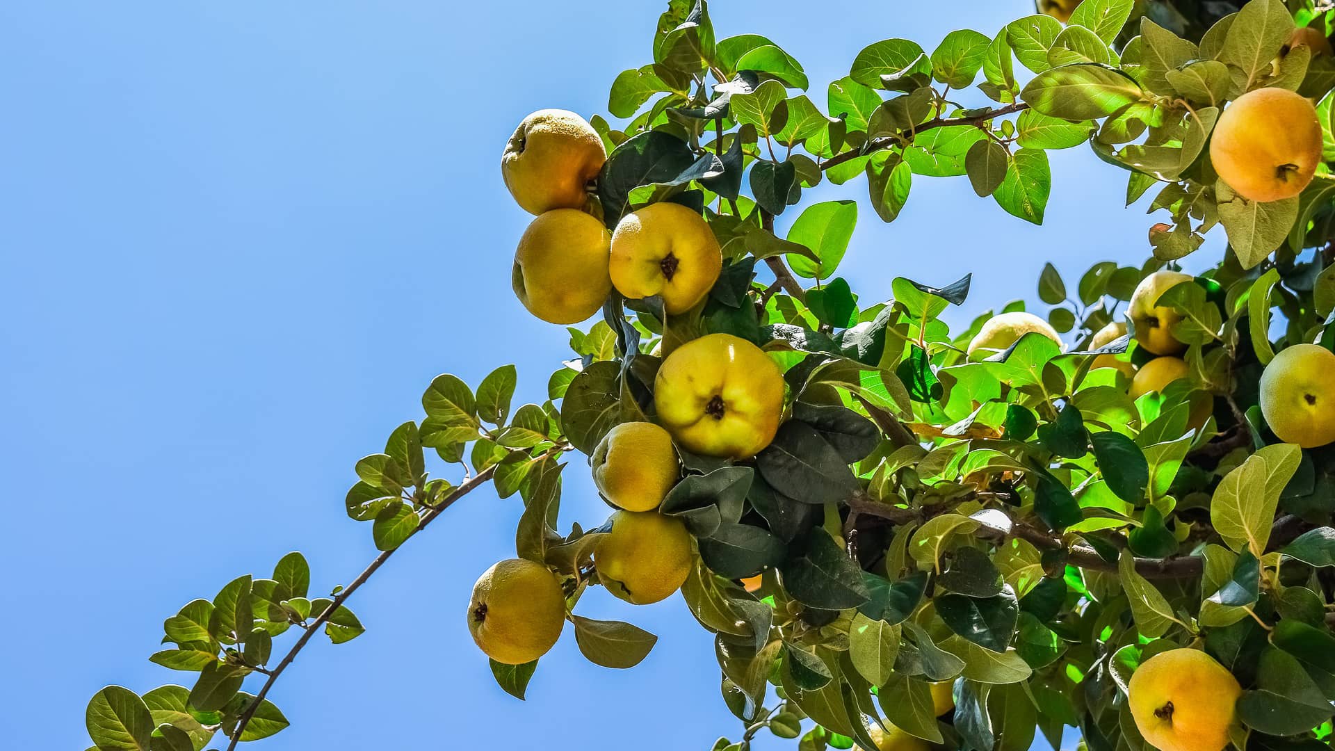 peach tree fruit peach nature  