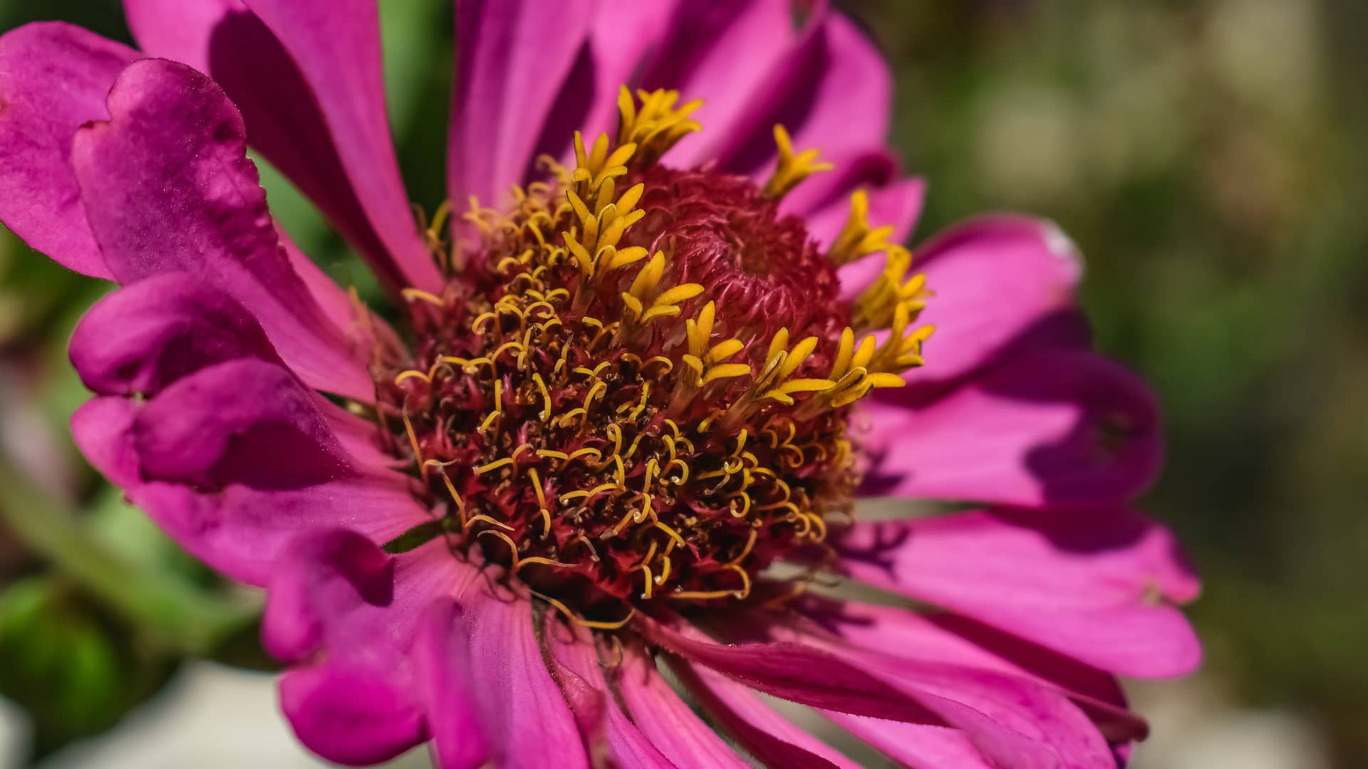 stamens flower bloom blossom  