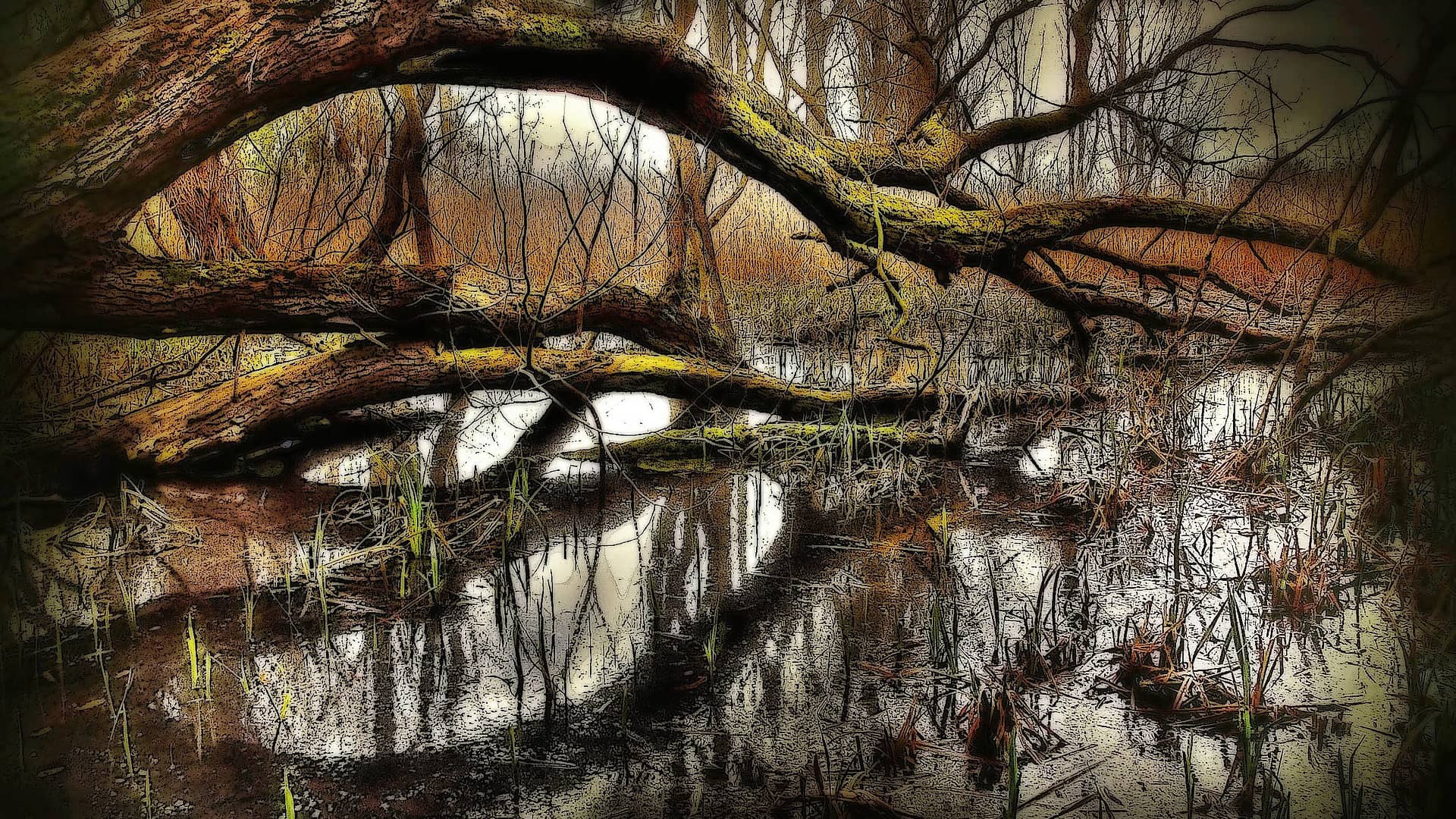 swamp nature water trees lake  