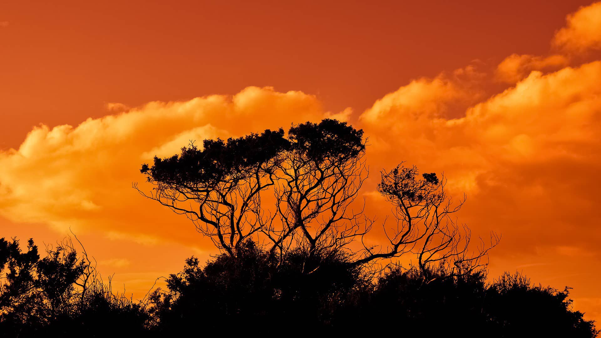 trees branches sunset sky clouds  