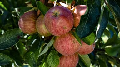 apples fruit red delicious healthy  