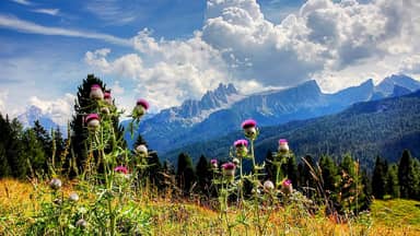 croda da lago tofane dolomites  