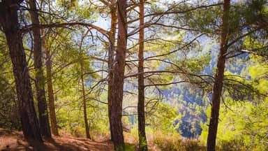 forest trees branch nature summer  