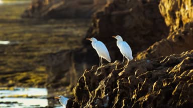 sea birds rock nature wildlife  