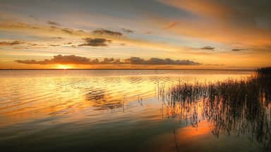 sunrise reed landscape nature lake  