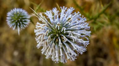 thistle inflorescence flower plant  