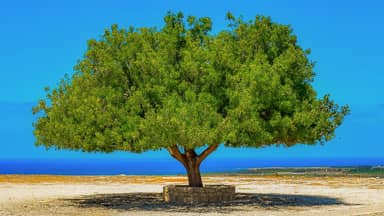 tree landscape horizon sky scenery  