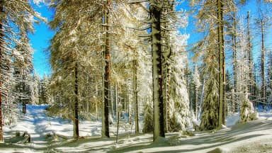 winter snow wintry landscape tree  